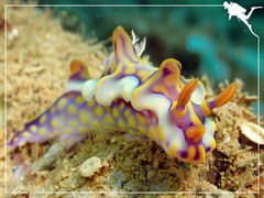 Miamira flavicostata