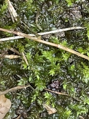 Rhynchostegium