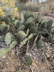 Opuntia gilvescens