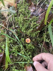 Heimiomyces fulvipes