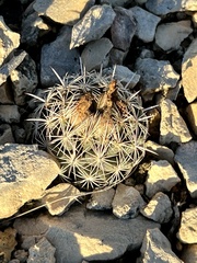 Coryphantha echinus