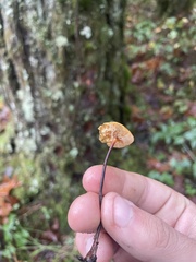 Heimiomyces fulvipes