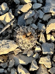 Coryphantha echinus