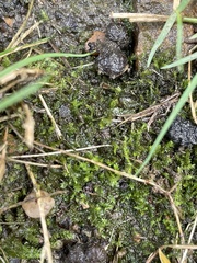 Rhynchostegium