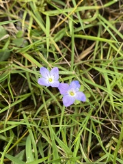 Veronica gracilis