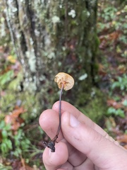 Heimiomyces fulvipes