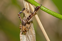 Stephanopis barbipes