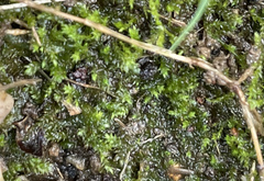 Rhynchostegium