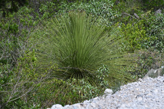 Dasylirion quadrangulatum