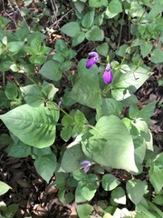 Brillantaisia lamium