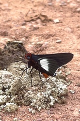 Pyrrhopygopsis socrates