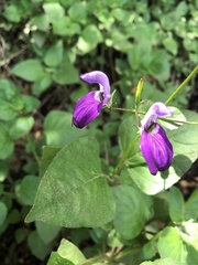 Brillantaisia lamium