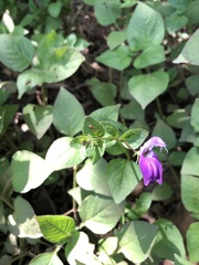 Brillantaisia lamium