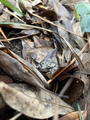 Hyla chrysoscelis