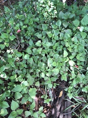 Brillantaisia lamium