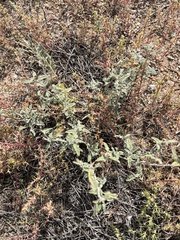 Sphaeralcea hastulata