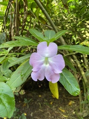 Impatiens sodenii