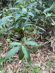 Psychotria tenuifolia