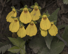 Calceolaria crenatiflora