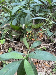 Psychotria tenuifolia