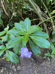 Impatiens sodenii
