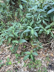 Psychotria tenuifolia