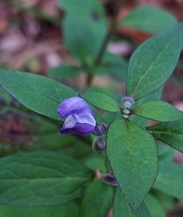 Scutellaria integrifolia