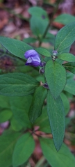 Scutellaria integrifolia