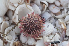 Lytechinus variegatus