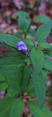 Scutellaria integrifolia