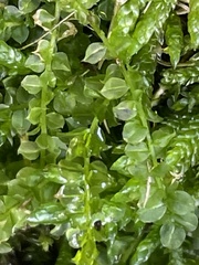 Plagiomnium cuspidatum