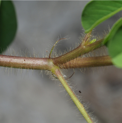 Crotalaria incana