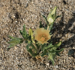 Mentzelia involucrata