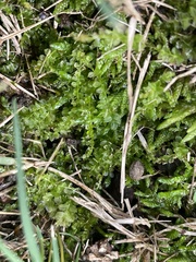 Plagiomnium cuspidatum