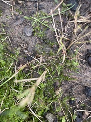Plagiomnium cuspidatum