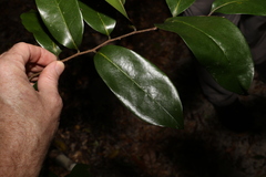 Huberantha nitidissima