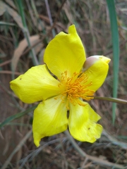 Cochlospermum tinctorium image