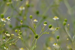 Ranunculus apiifolius