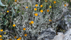 Thymophylla setifolia