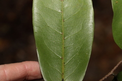 Huberantha nitidissima