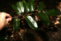 Huberantha nitidissima