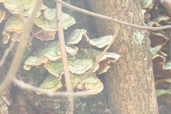 Cerrena unicolor