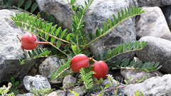 Astragalus sanguineus