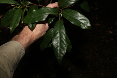 Cryptocarya macdonaldii