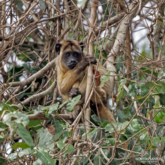 Alouatta caraya