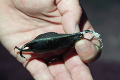 Rostroraja eglanteria