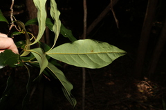 Cryptocarya macdonaldii