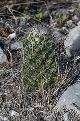 Neolloydia conoidea