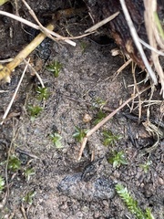 Hyophila involuta