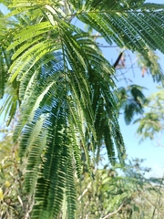 Leucaena pulverulenta